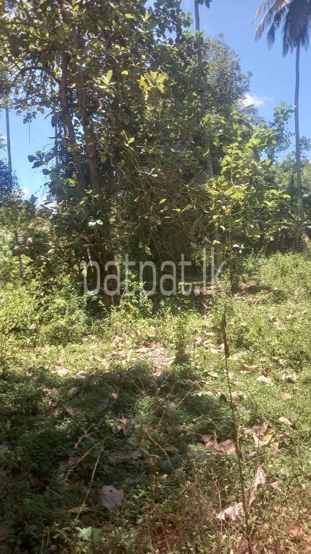 Commercial Land for Sale in Weeraketiya