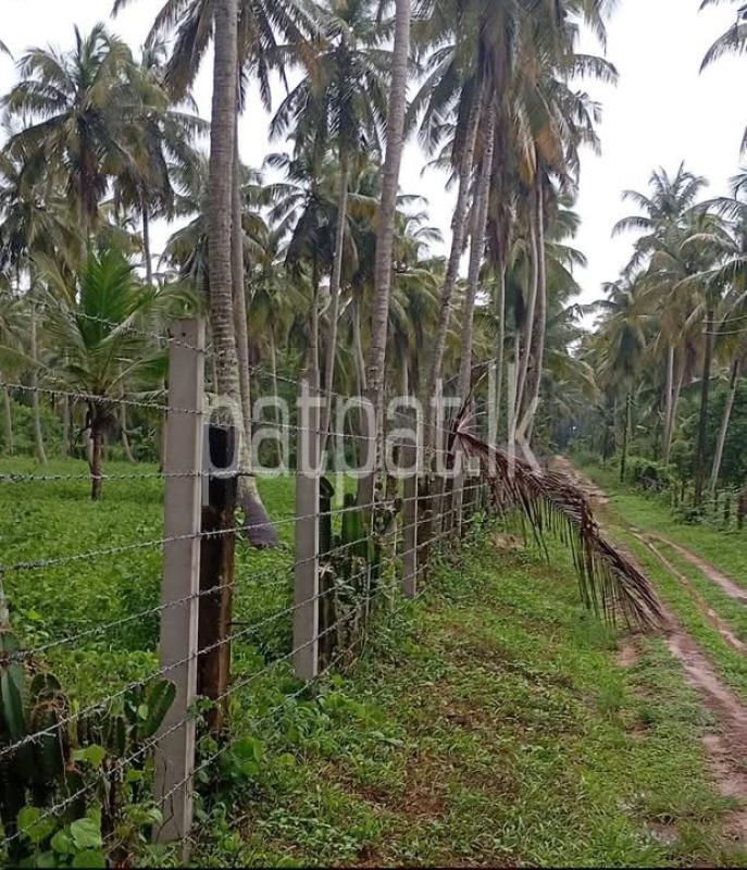 Agricultural Land for Sale in Wennappuwa
