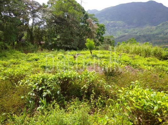 Agricultural Land for Sale in Kalawana