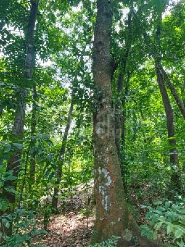 Commercial Land for Sale in Minuwangoda