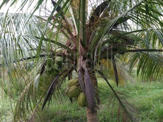 Agricultural Land for Sale in Walasmulla