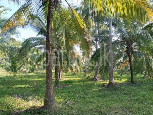 Agricultural Land for Sale in Kurunegala