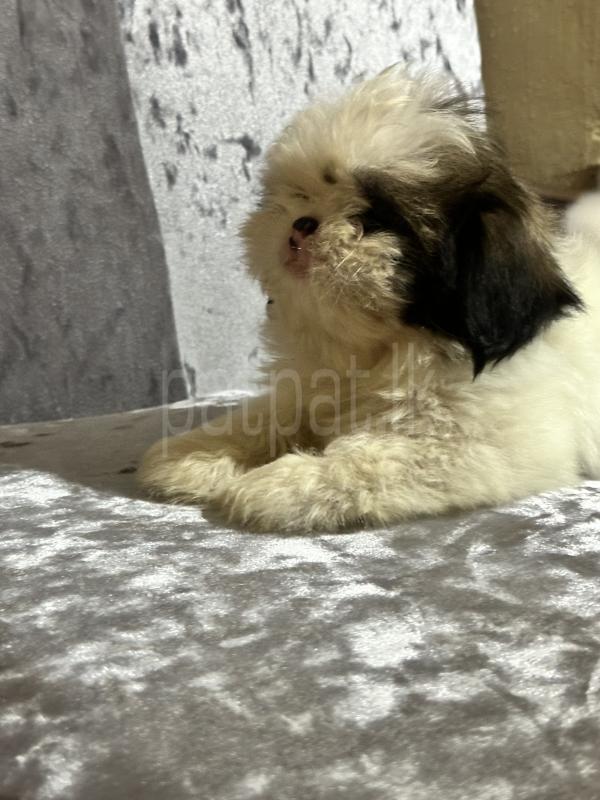 Advertisement image 6