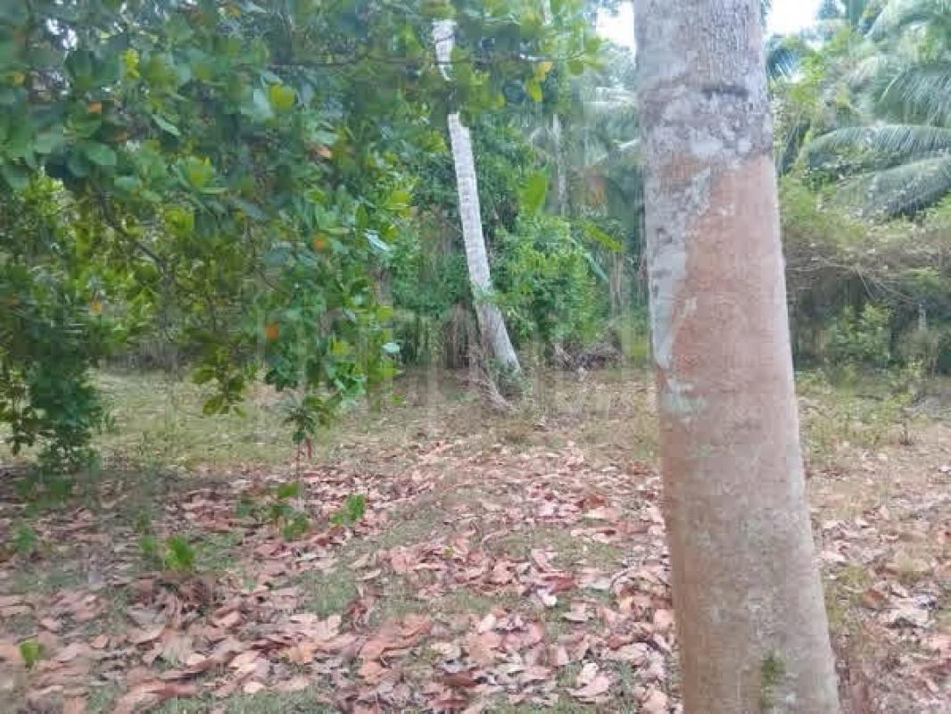 Residential Land for Sale in Badalgama ads-image-1