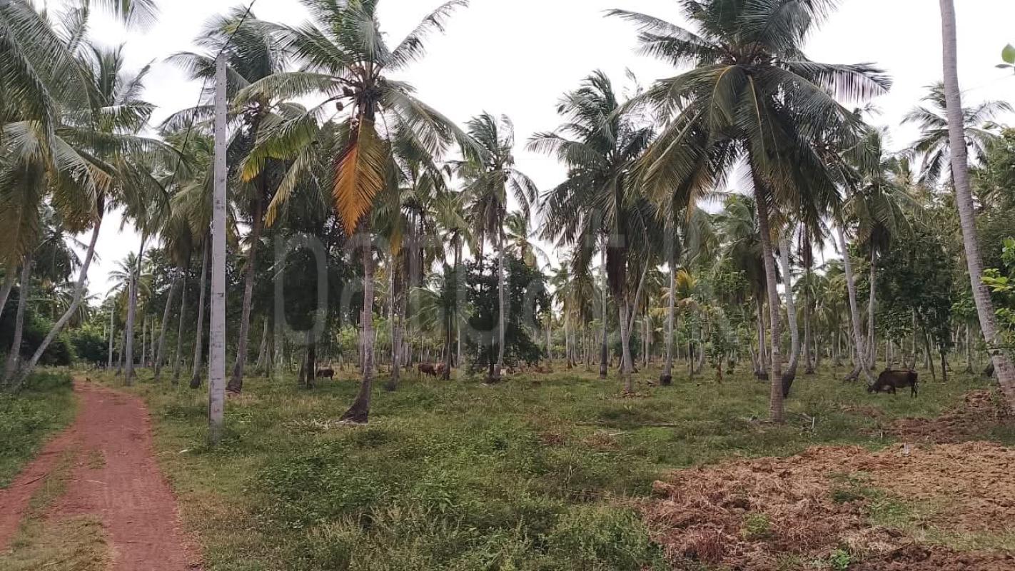 Agricultural Land for Sale in Puttalam