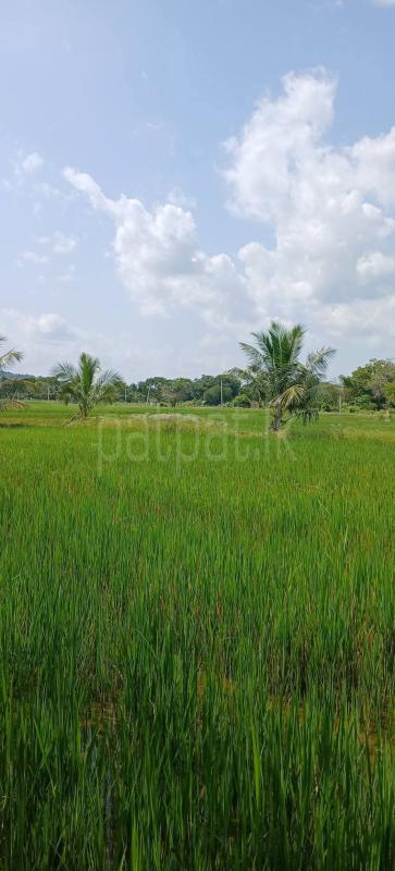 Agricultural Land for Sale in Kataragama
