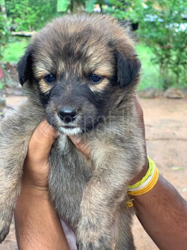 German shepherd long cod