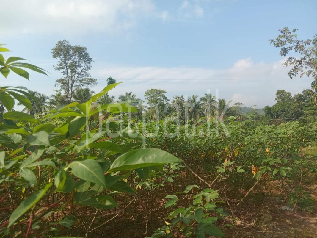Agricultural Land for Sale in Horana