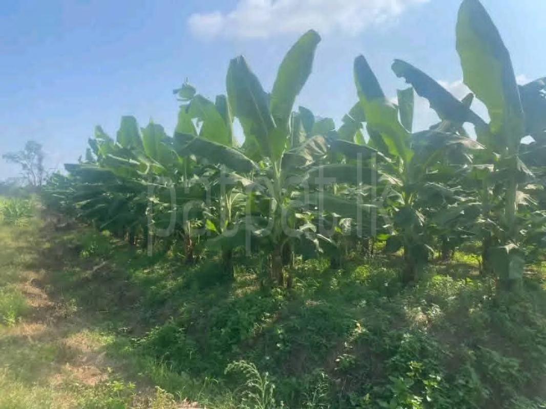 Agricultural Land for Sale in Katunayake