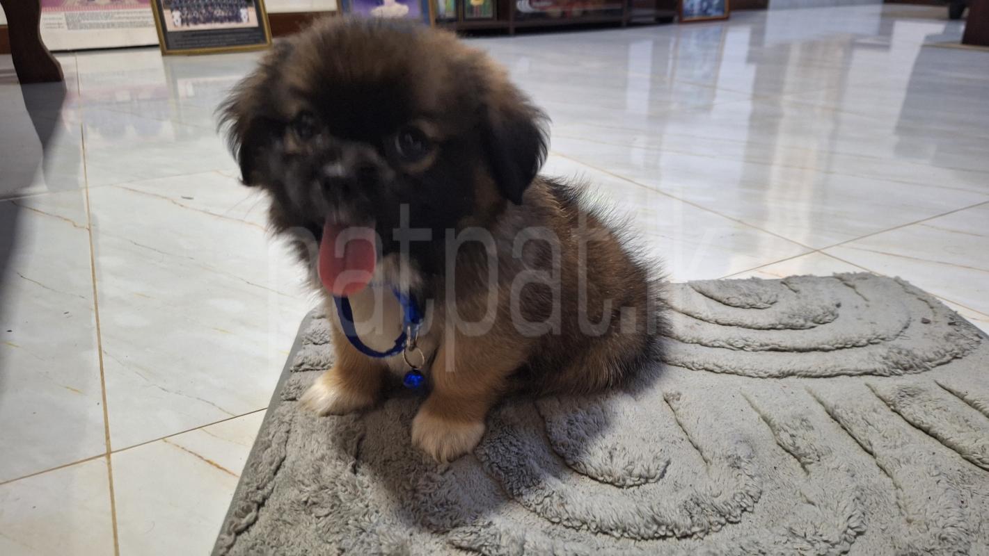 Shih tzu