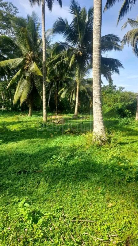 Residential Land for Sale in Maggona