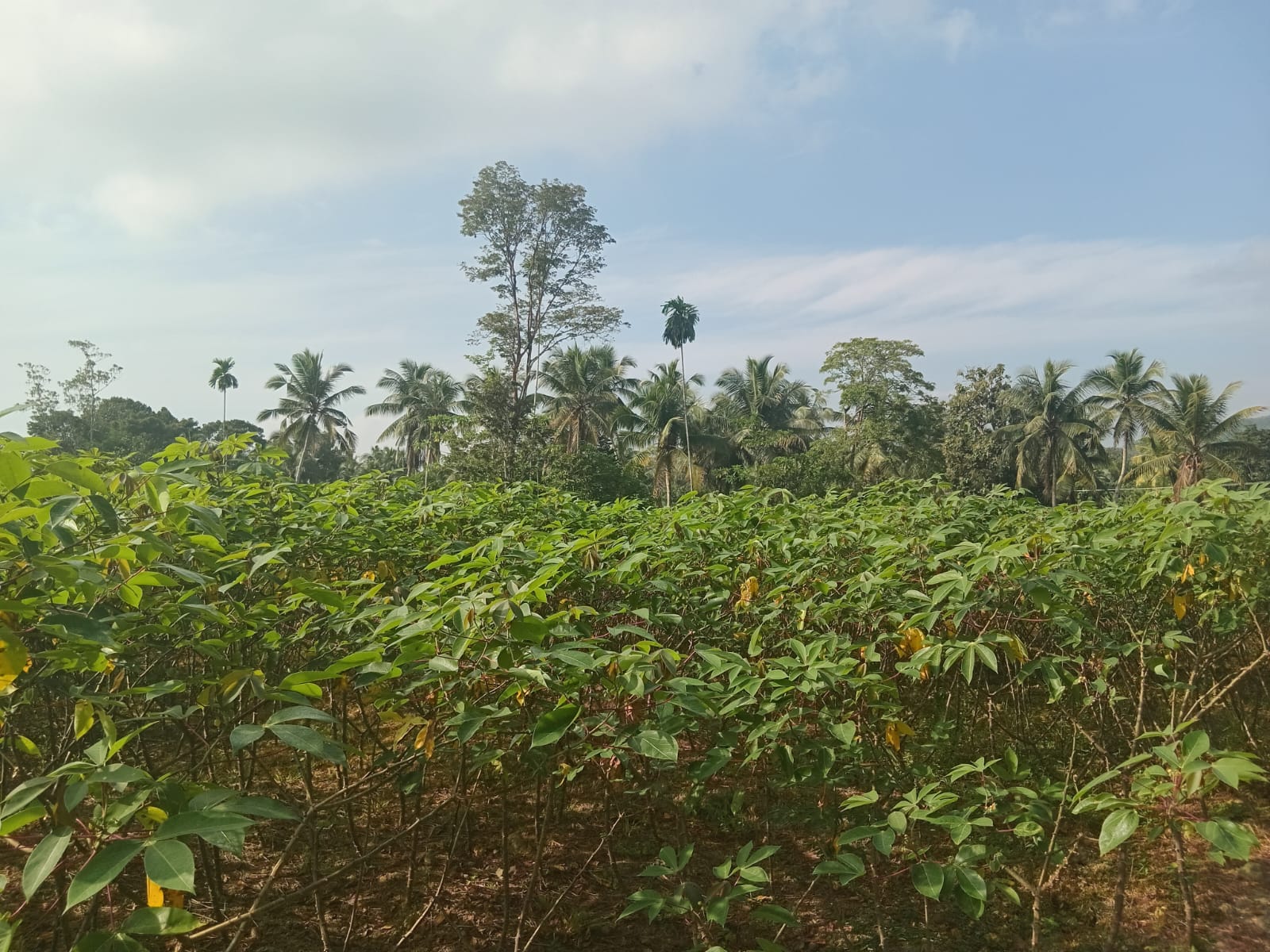 Agricultural Land for Sale in Horana