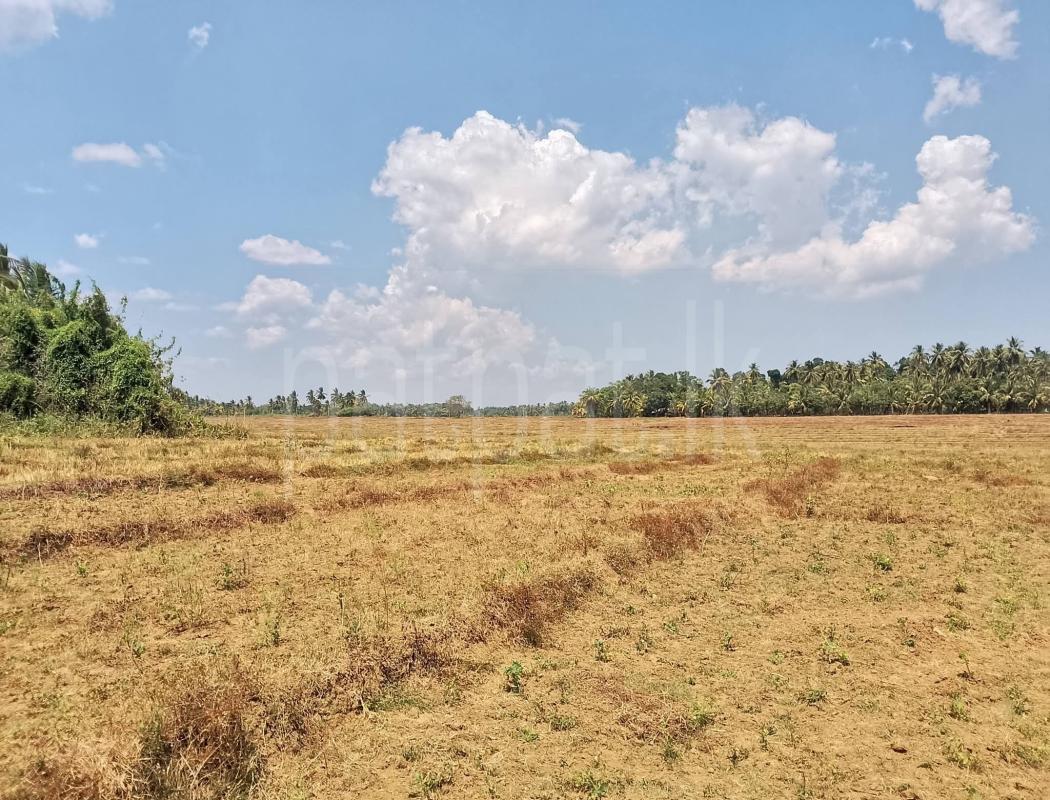 Agricultural Land for Sale in Tangalla