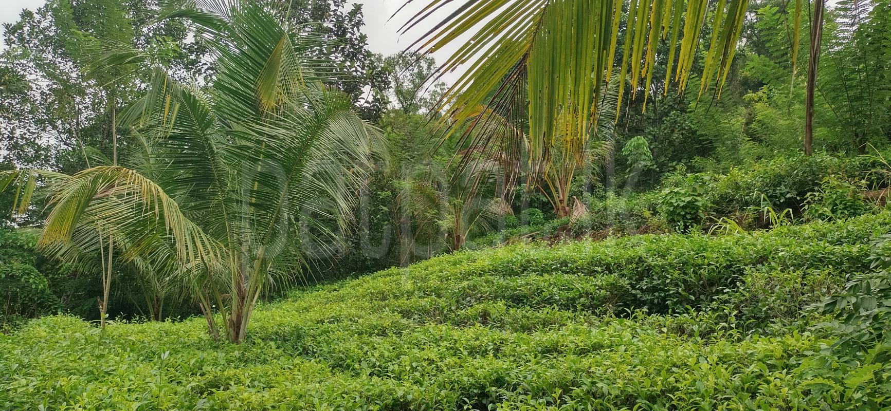 Commercial Land for Sale in Horana