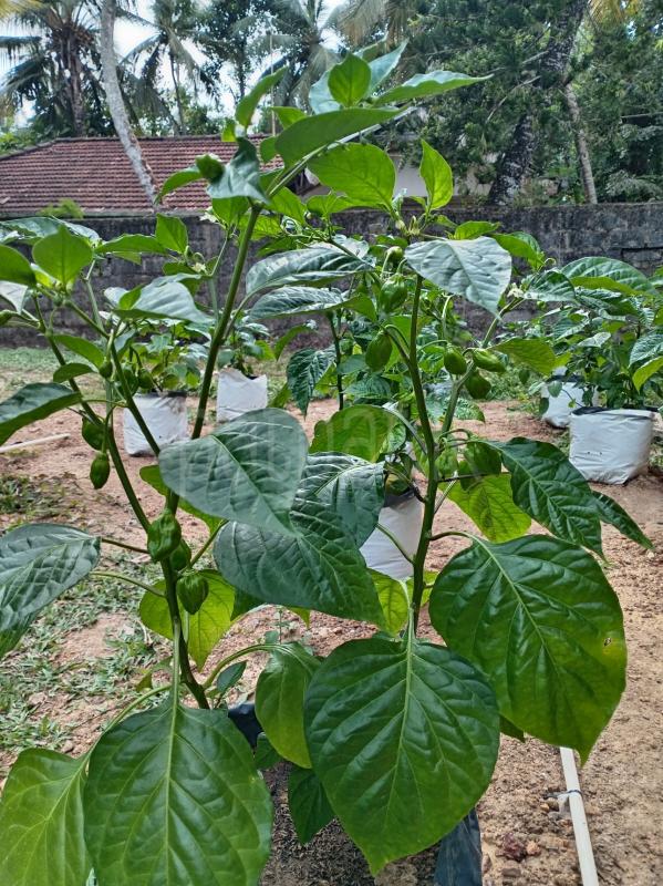 Dark green scotch bonnet plants