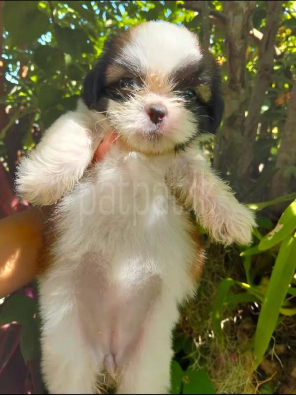 Advertisement image 2