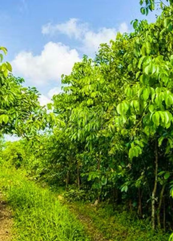 Agricultural Land for Sale in Walakanda ads-image-1