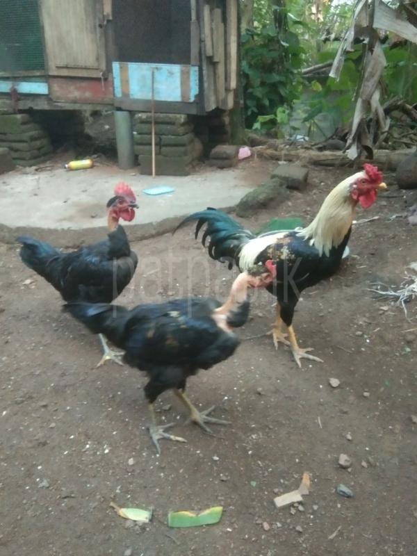 3 roosters ads-image-1