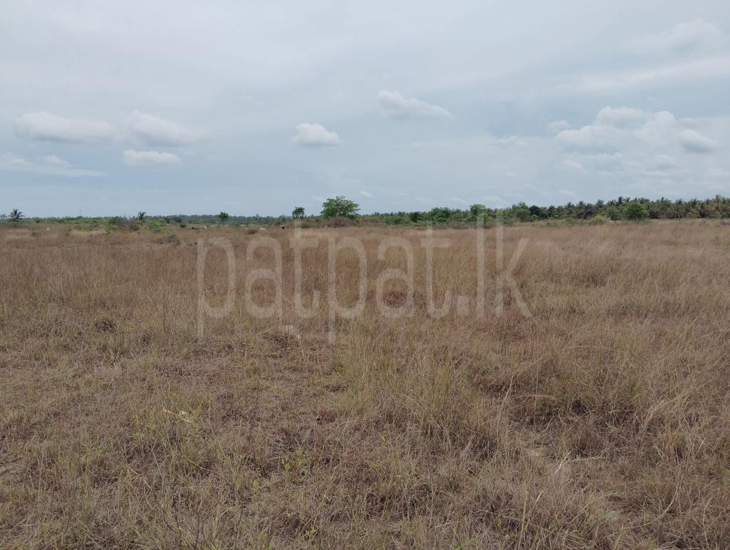 Agricultural Land for Sale in Puttalam