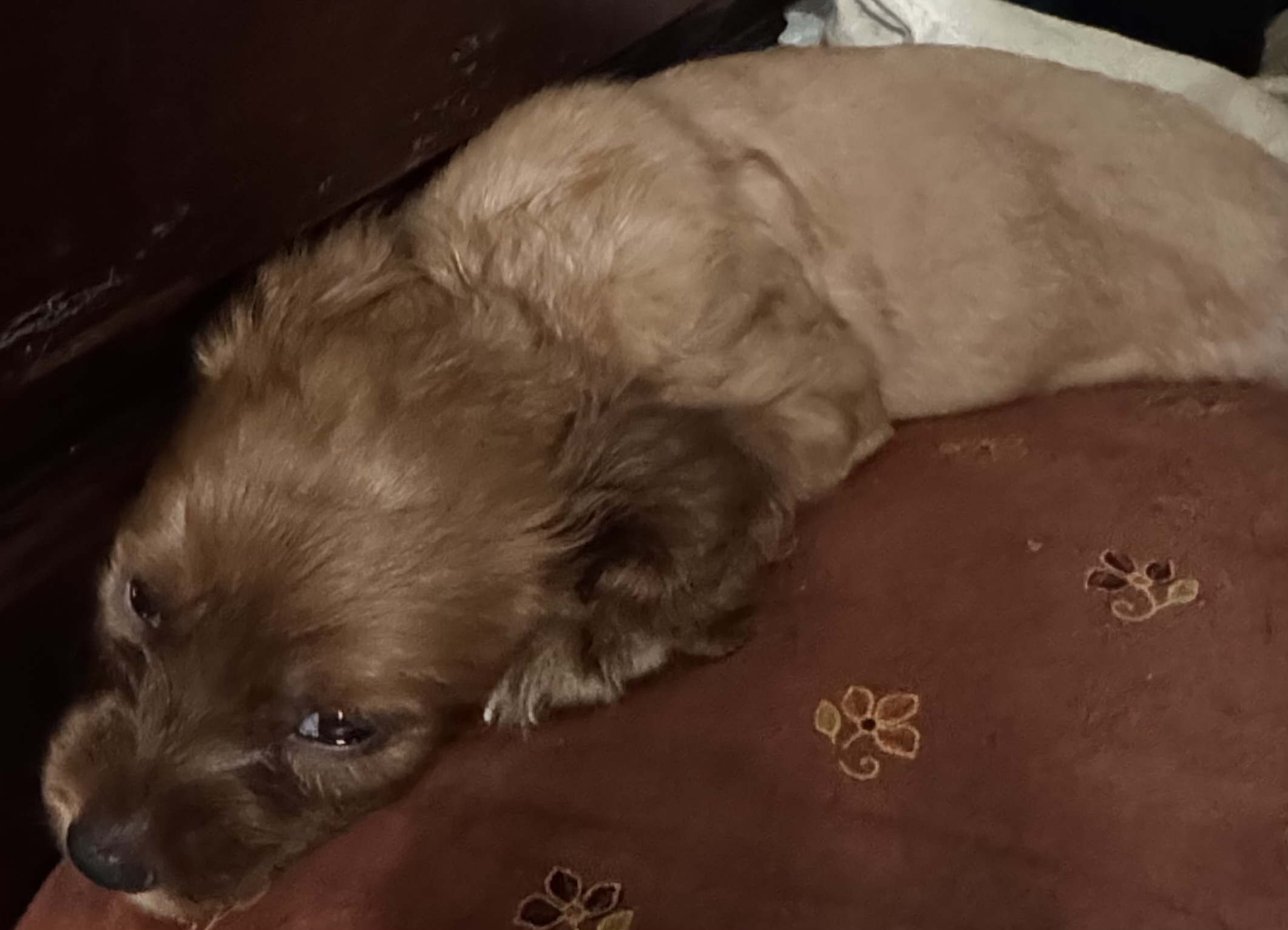 Cocker Spaniel Puppies