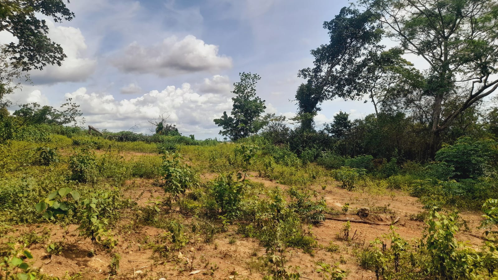 Agricultural Land for Sale in Dompe