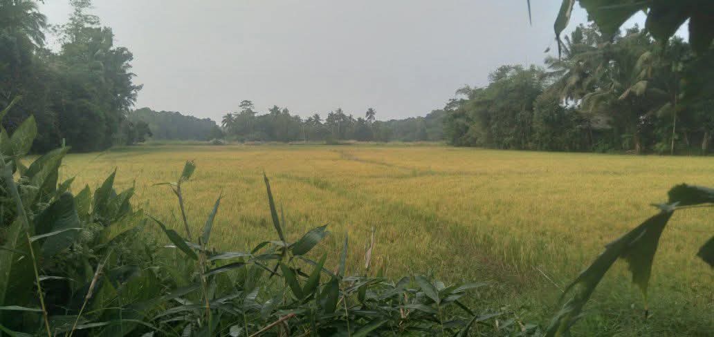 Residential Land for Sale in Veyangoda