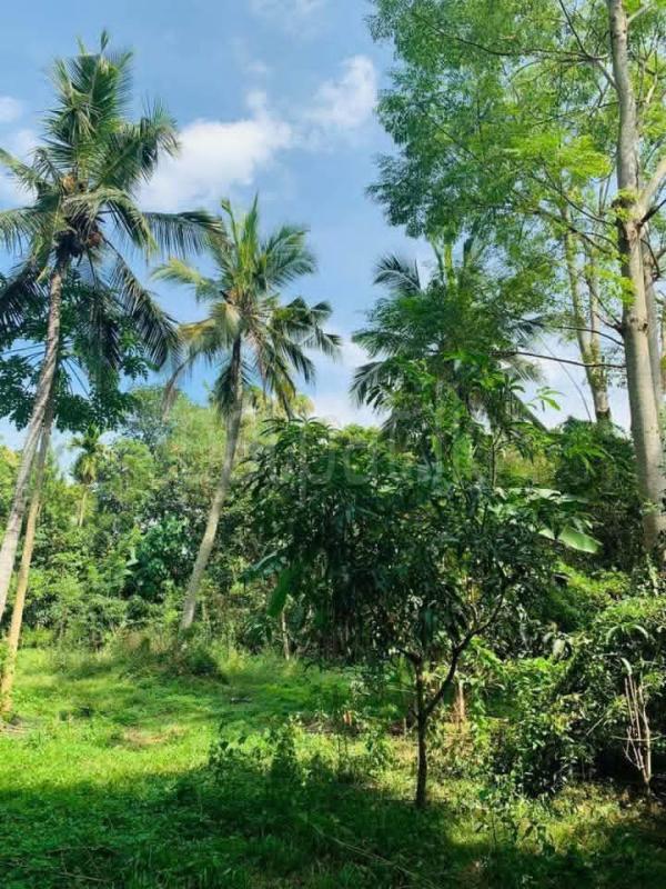 Agricultural Land for Sale in Embilipitiya