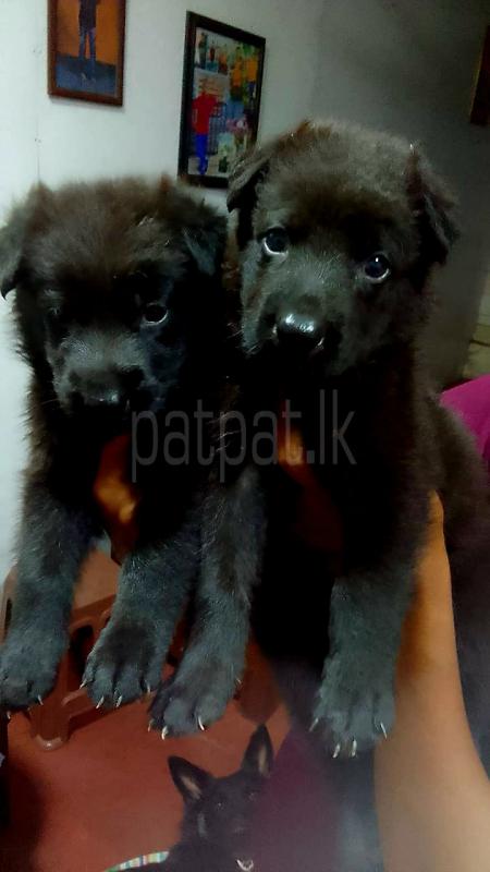 Lion  Shepherd බලු පැටව් විකිනීමට ඇත