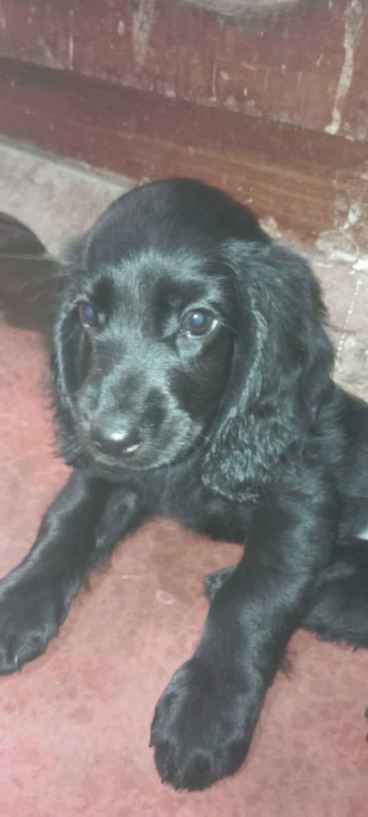 Cocker Spaniel  dogs for sale