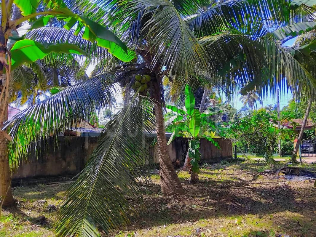 Residential Land for Sale in Kochchikade