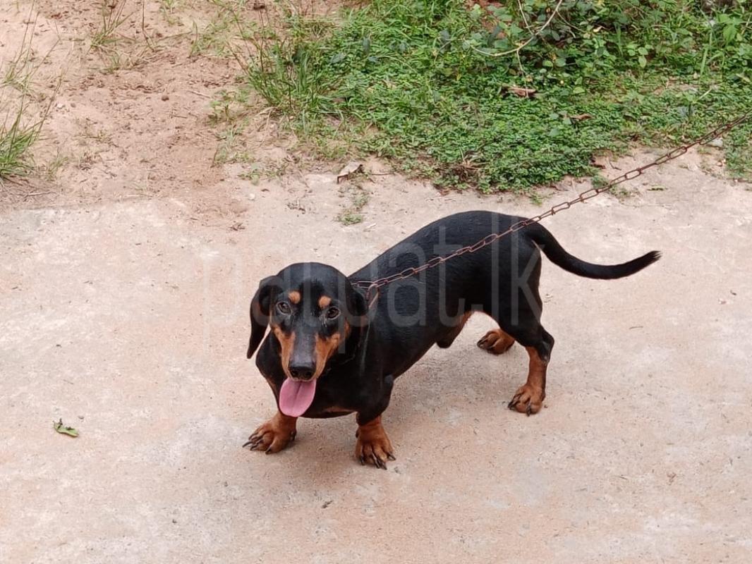DOG CROSING