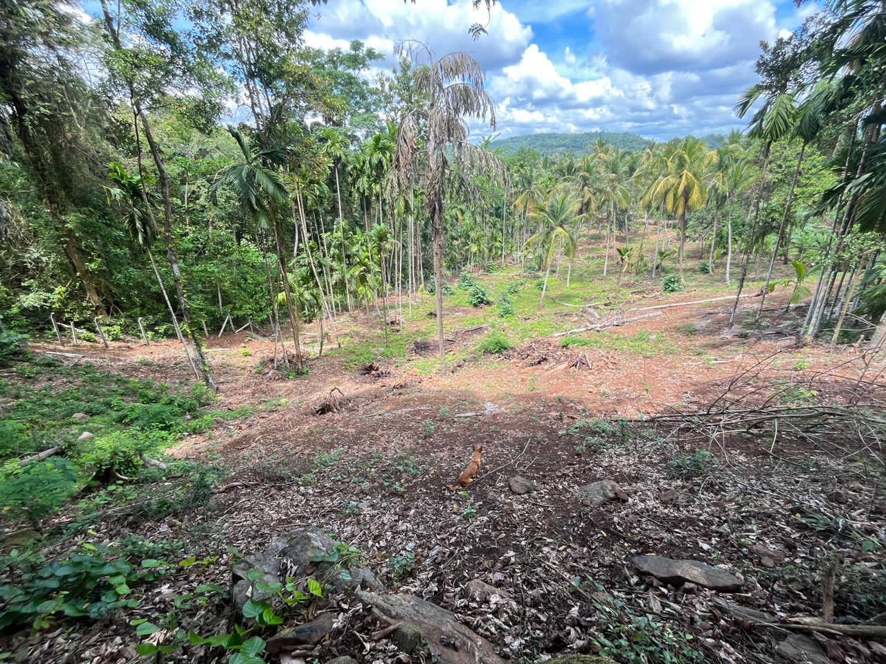 Agricultural Land for Sale in Giriulla