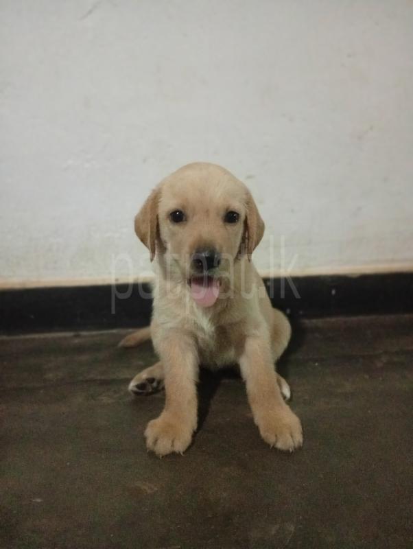Golden Labrador retriever ads-image-1