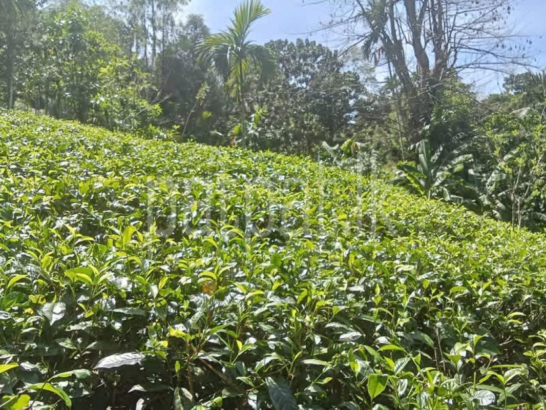 Agricultural Land for Sale in Deniyaya