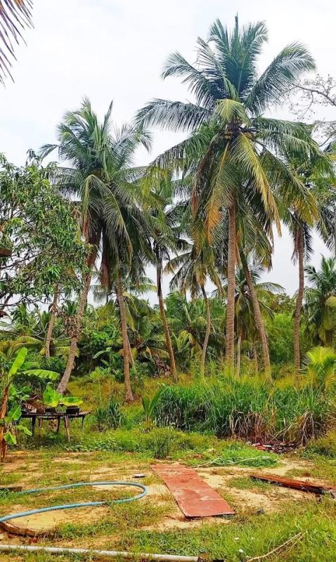 Commercial Land for Sale in Madurankuliya ads-image-1
