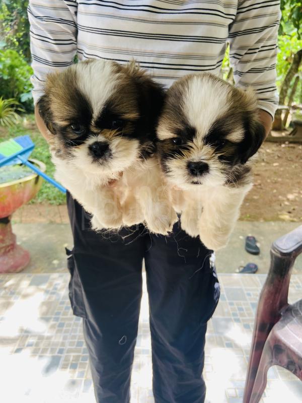 Shihtzu female puppies ads-image-1