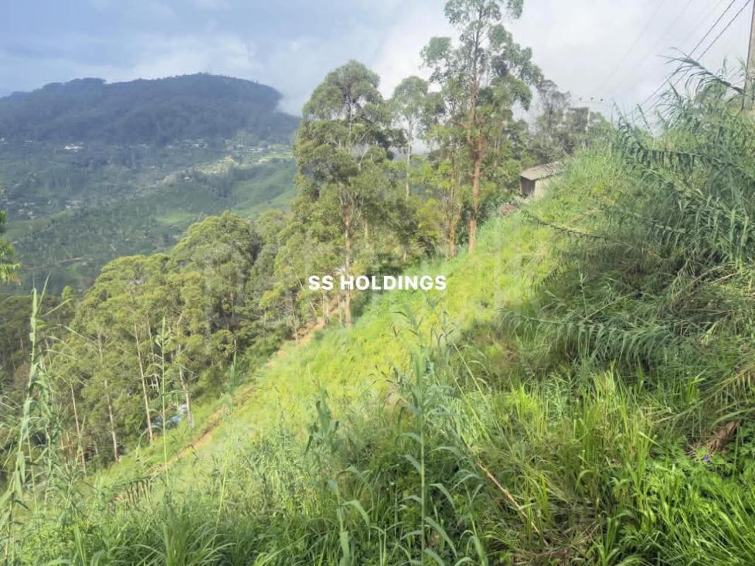 Commercial Land for Sale in Boralanda
