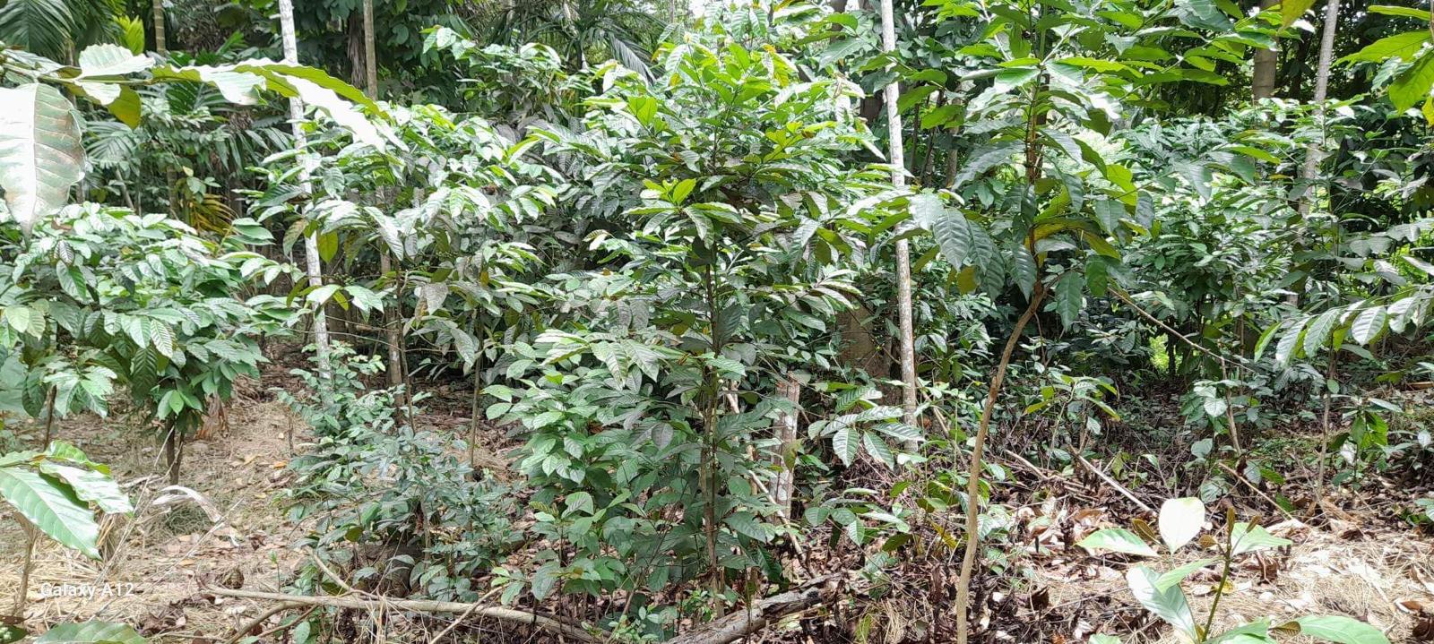Residential Land for Sale in Digana