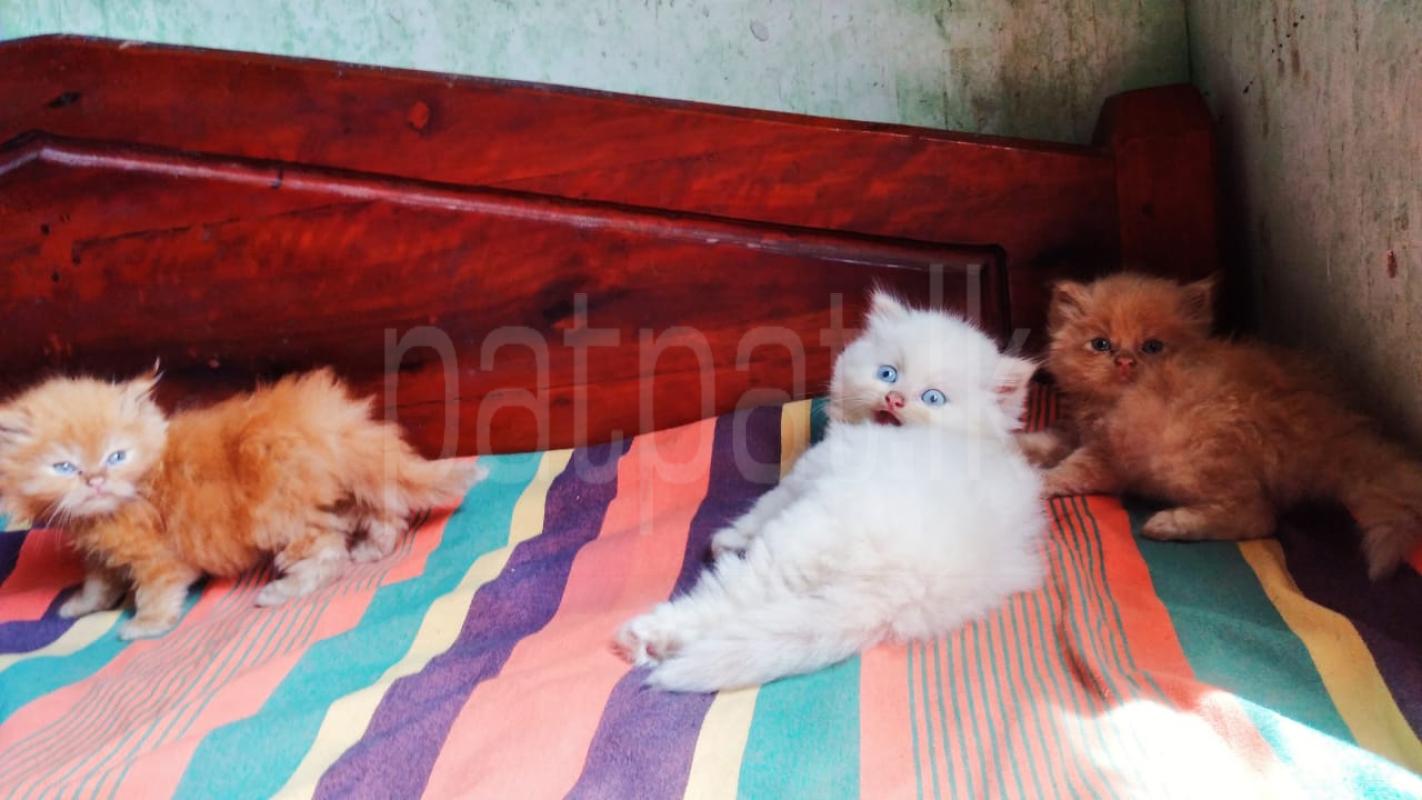 Advertisement image 9