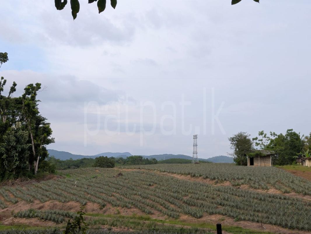 Agricultural Land for Sale in Padukka