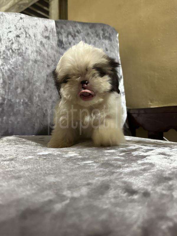 Advertisement image 3