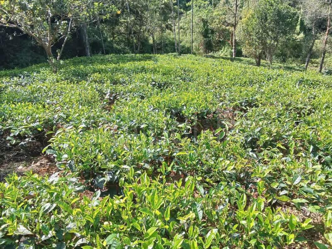 Agricultural Land for Sale in Deniyaya ads-image-1