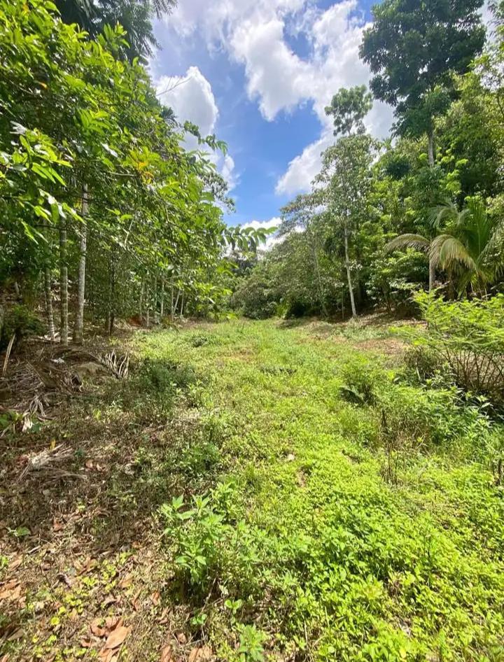 Agricultural Land for Sale in Pujapitiya