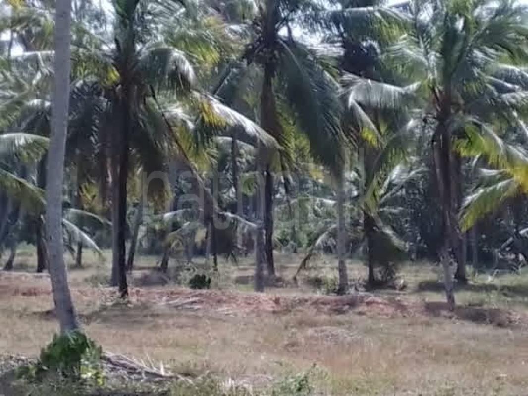 Agricultural Land for Sale in Welipennagahamulla ads-image-1