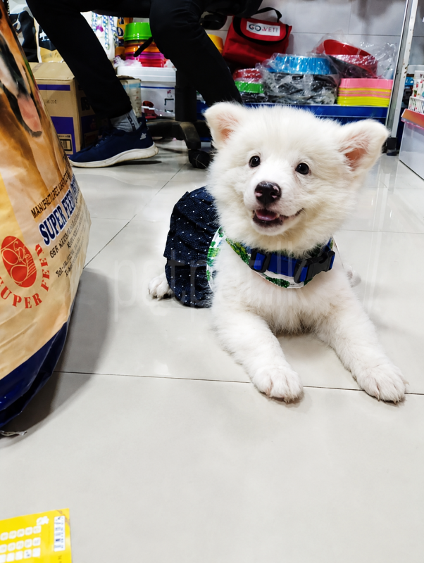 Japanese Spitz Puppies -- ජැපනීස් ස්පිට්ස් පැටවුන්