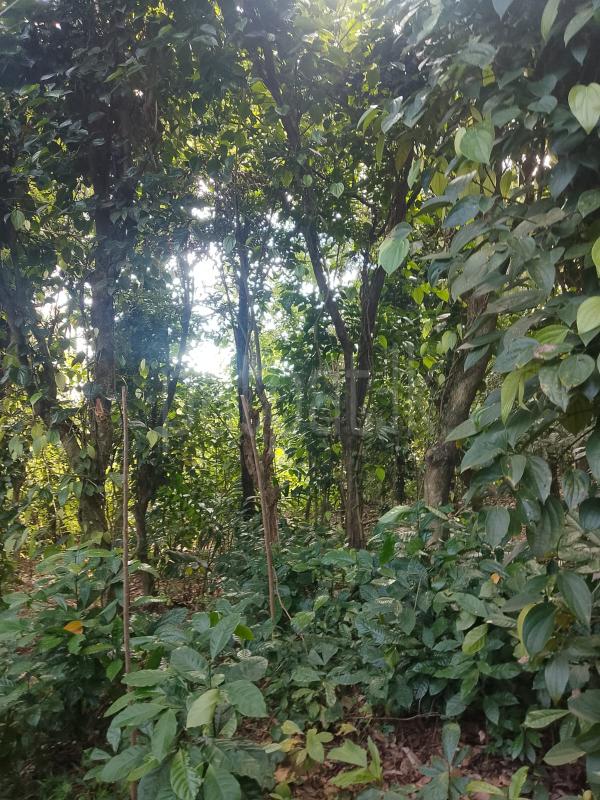 Residential Land for Sale in Kandy