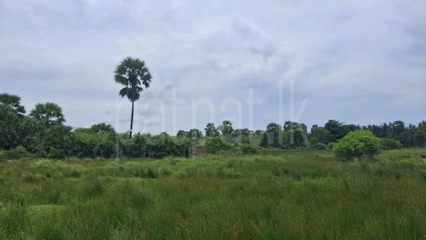Agricultural Land for Sale in Chilaw