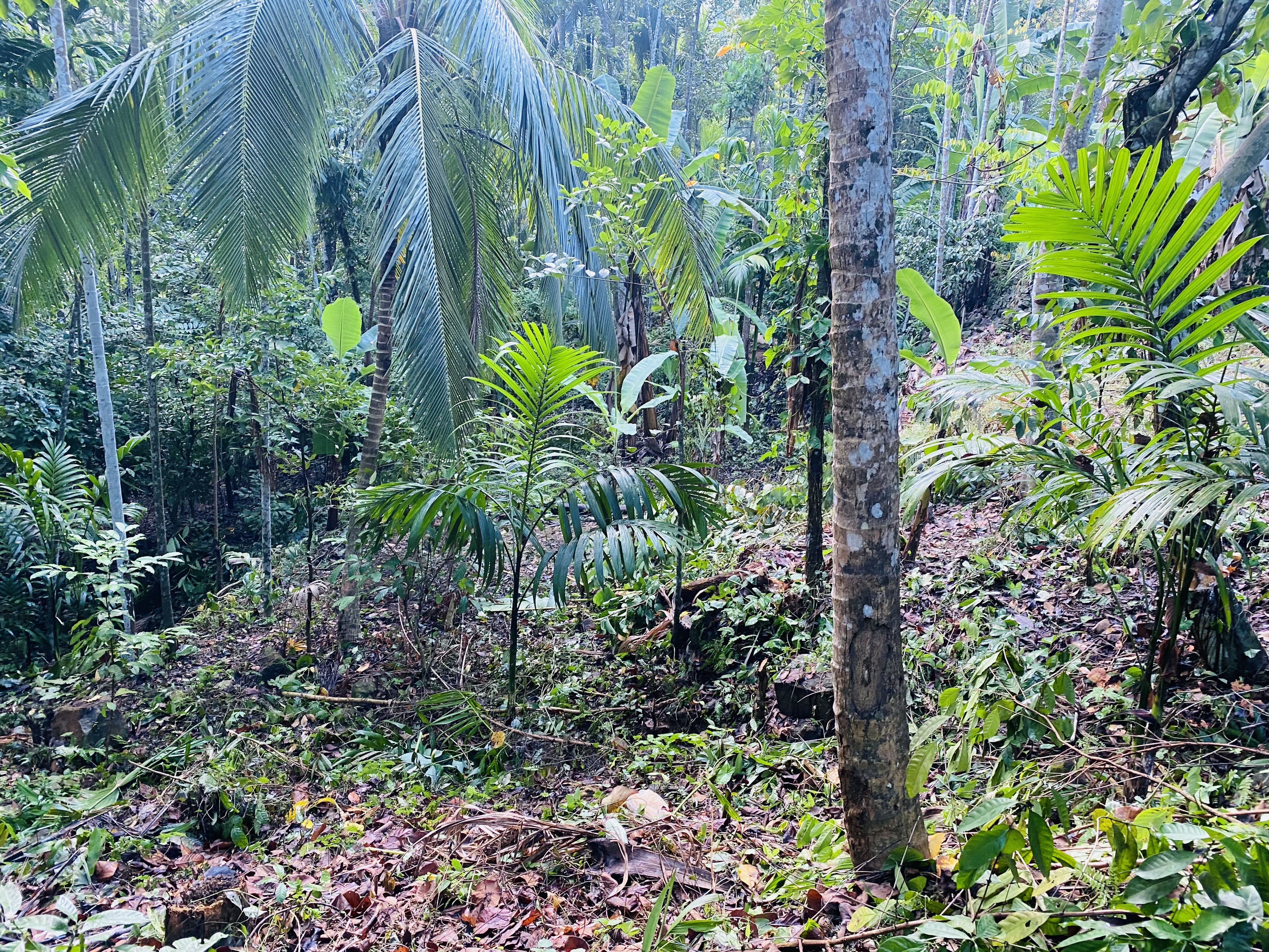 Residential Land for Sale in Rambukkana