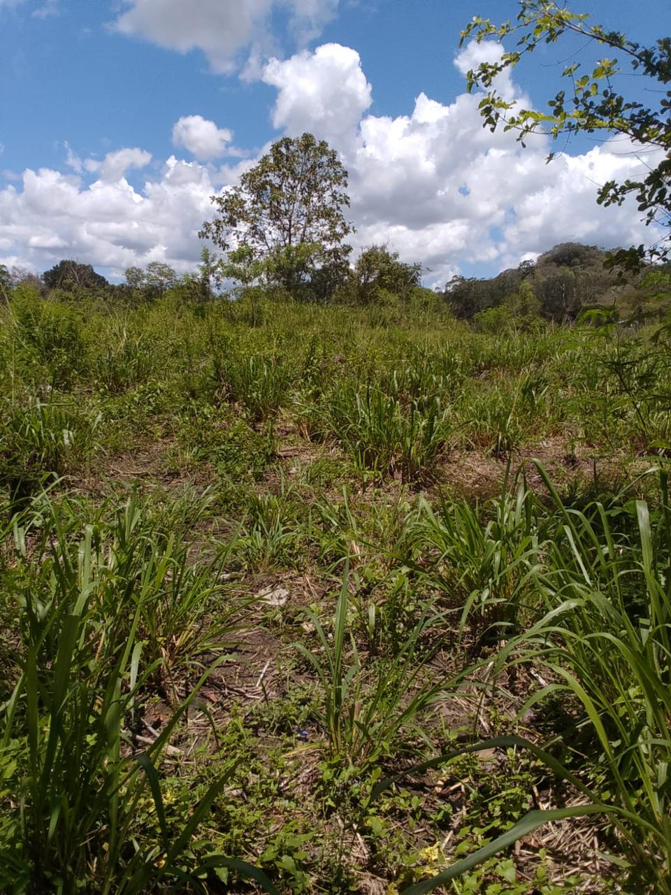 Commercial Land for Sale in Tanamalwila ads-image-1