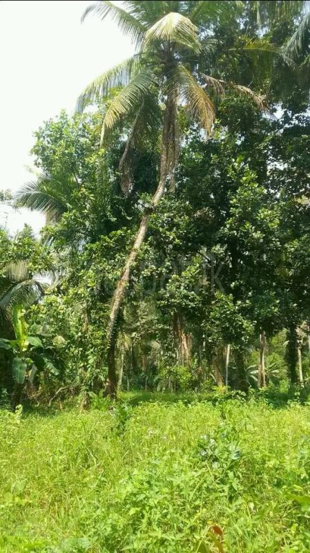 Agricultural Land for Sale in Minuwangoda ads-image-1